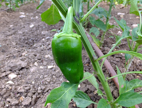 Pilipili Hoho Farming in Kenya