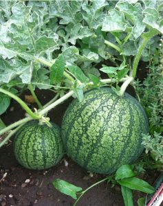 Watermelon Farming In Kenya