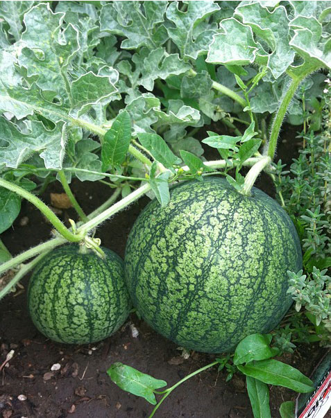 Watermelon Farming In Kenya 2015