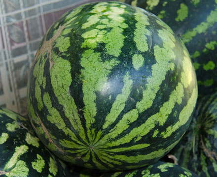 Watermelon Farming Tips
