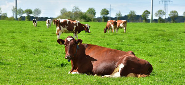 Dairy Farming In Kenya