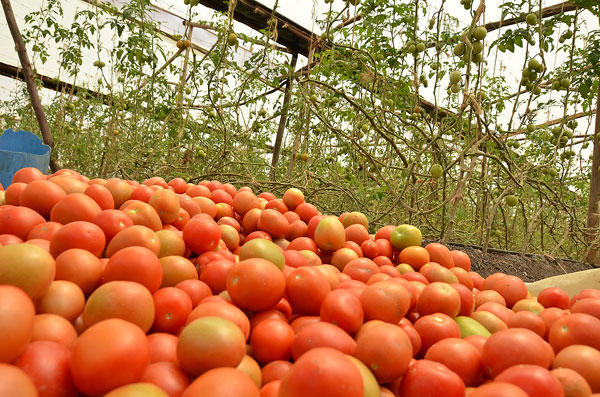 Greenhouse Tomato Farming in Kenya