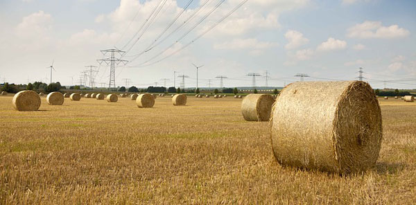 Hay Farming In Kenya