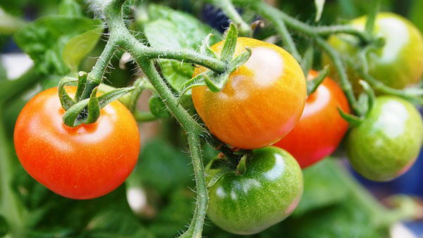 Tomato Farming in Kenya