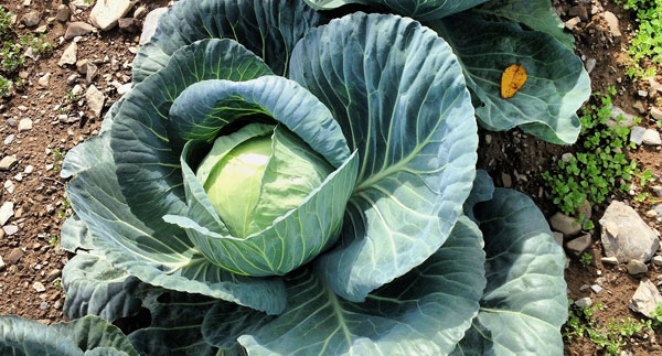 Cabbage Farming in Kenya