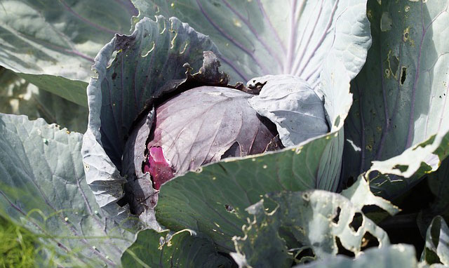 Red Cabbage Farming Tips and Methods