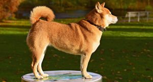 Shiba Inu shedding