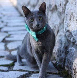 Russian Blue hypoallergenic cat