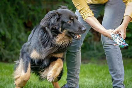 Benefits of owning a pet