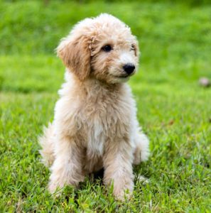 Goldendoodle are a Poodle cross dog