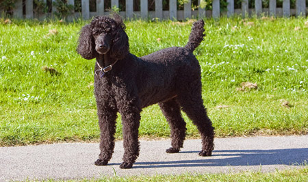 Best hypoallergenic Poodle mixes