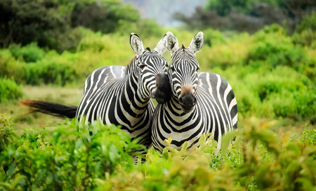 All about Africa