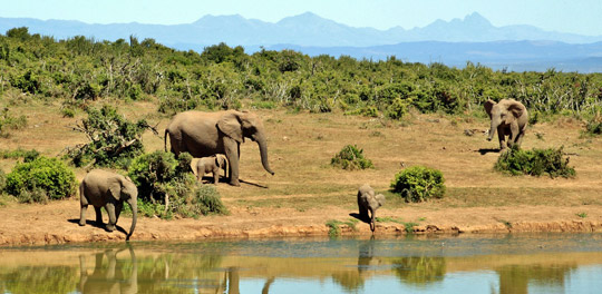 Wildlife in South Africa