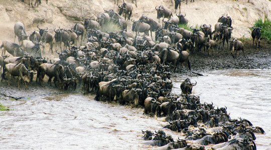 Wildebeest migration