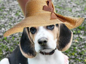 Badass dog names: Good names for male and female puppies