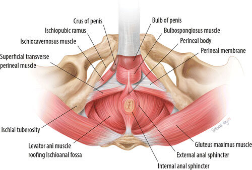 Do your Kegel exercises to ejaculate more