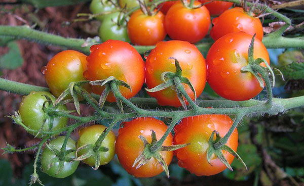 Tomato Variety Chart